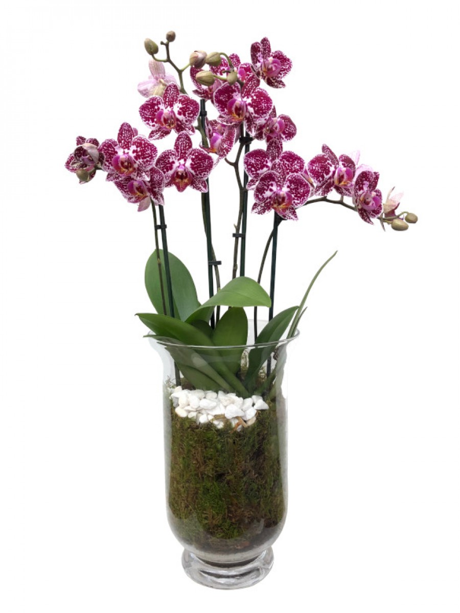 Orquídeas bicolor en jarrón de cristal
