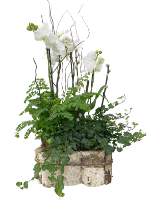 Cesta de orquídea blanca con plantas variadas