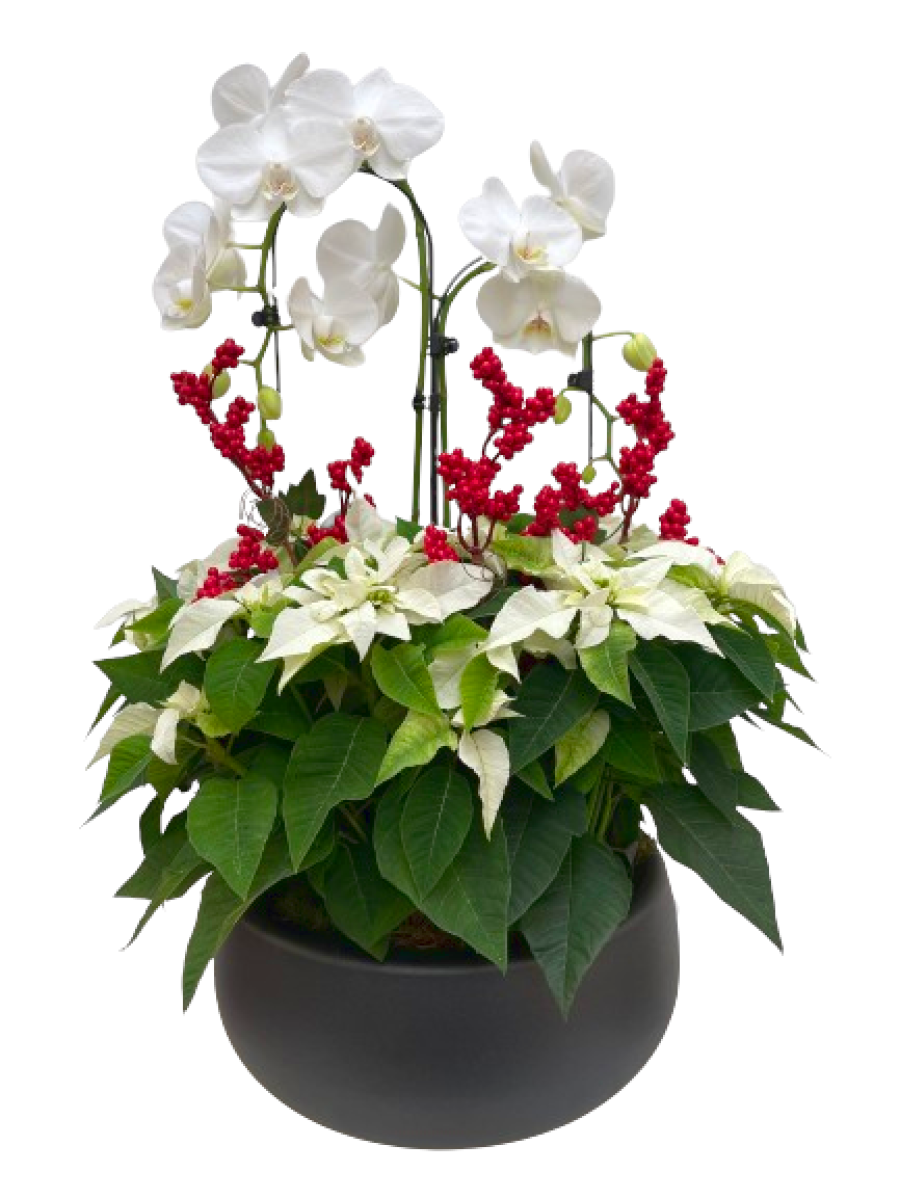Centro grande de flores de pascua blancas en cerámica 