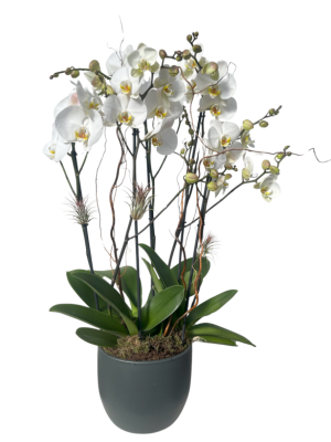 Centro de orquídea blanca decoradas con tillandsias en cerámica 