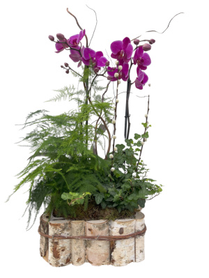 Cesta de orquídea morada con plantas variadas