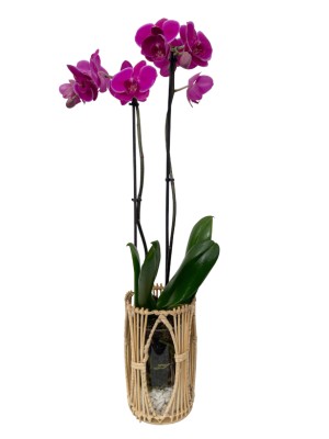 orquídea en maceta decorativa