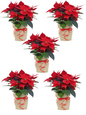 Pack 5 flores de pascua M13/14 en arpillera