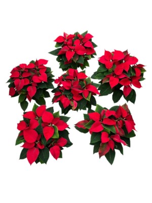 Pack 6 flores de pascua M13/14