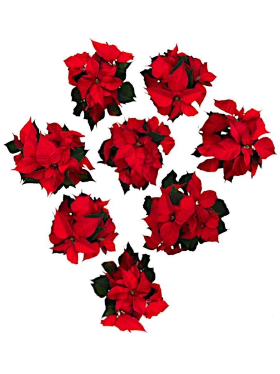 Pack 8 flores de pascua M12 Pack 8 flores de pascua M12