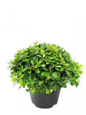 Pittosporum Tobira Nana M25