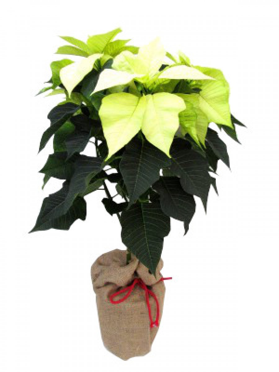 Poinsettia árbol blanca