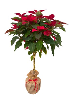 Poinsettia árbol roja decorada