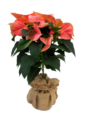Poinsettia árbol Marble