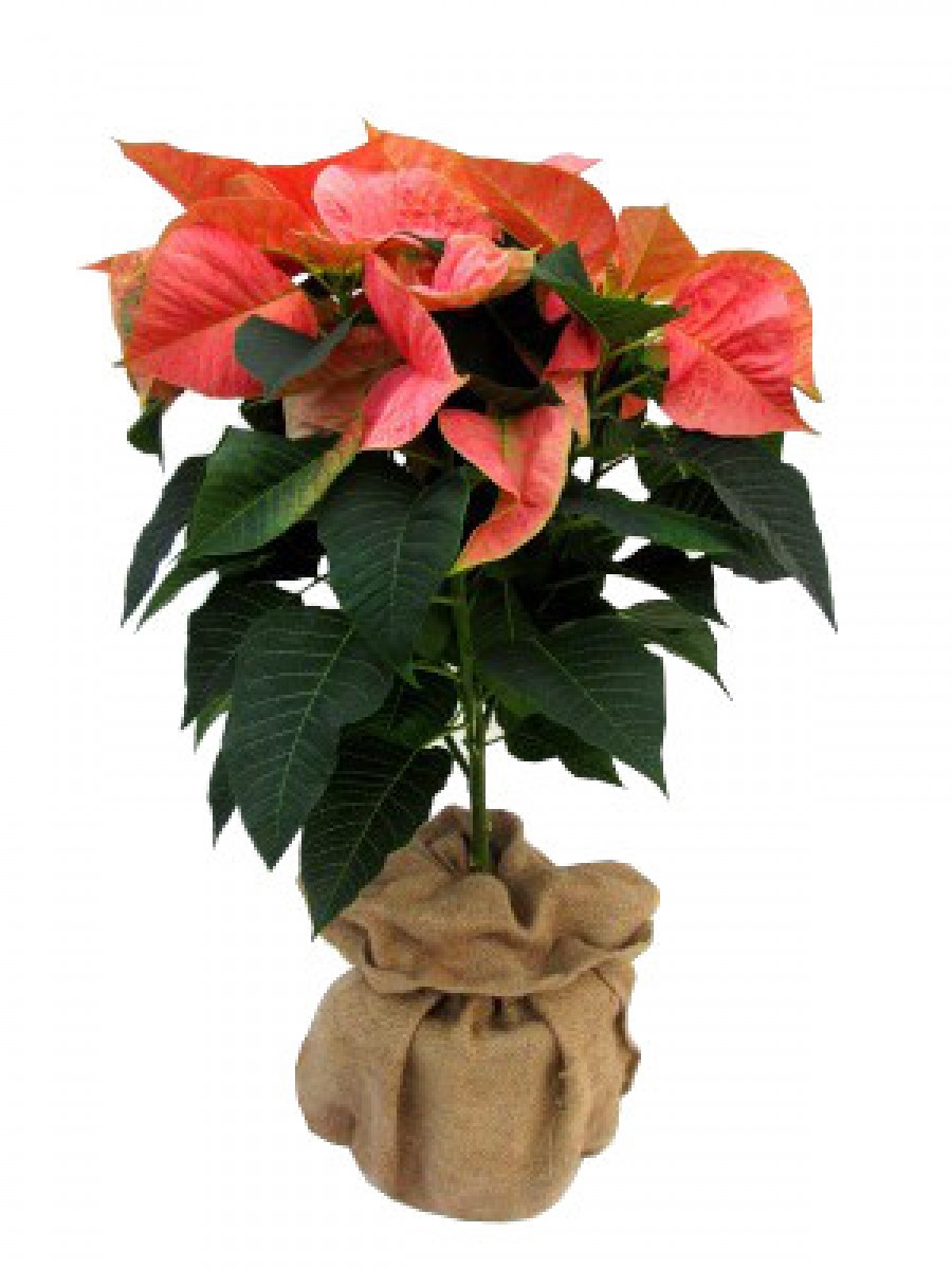 Poinsettia árbol Marble