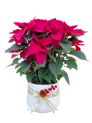 Centro de Poinsettias en ceramica Decorada B