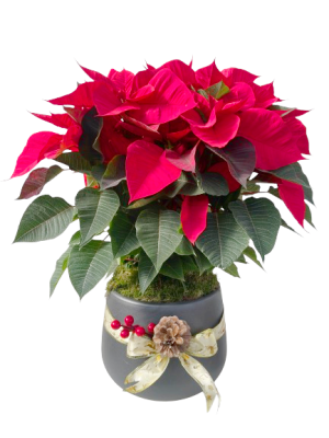 Centro de Poinsettias en ceramica Decorada G