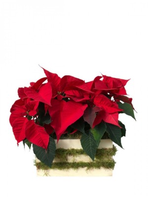 Poinsettia en Madera con Musgo