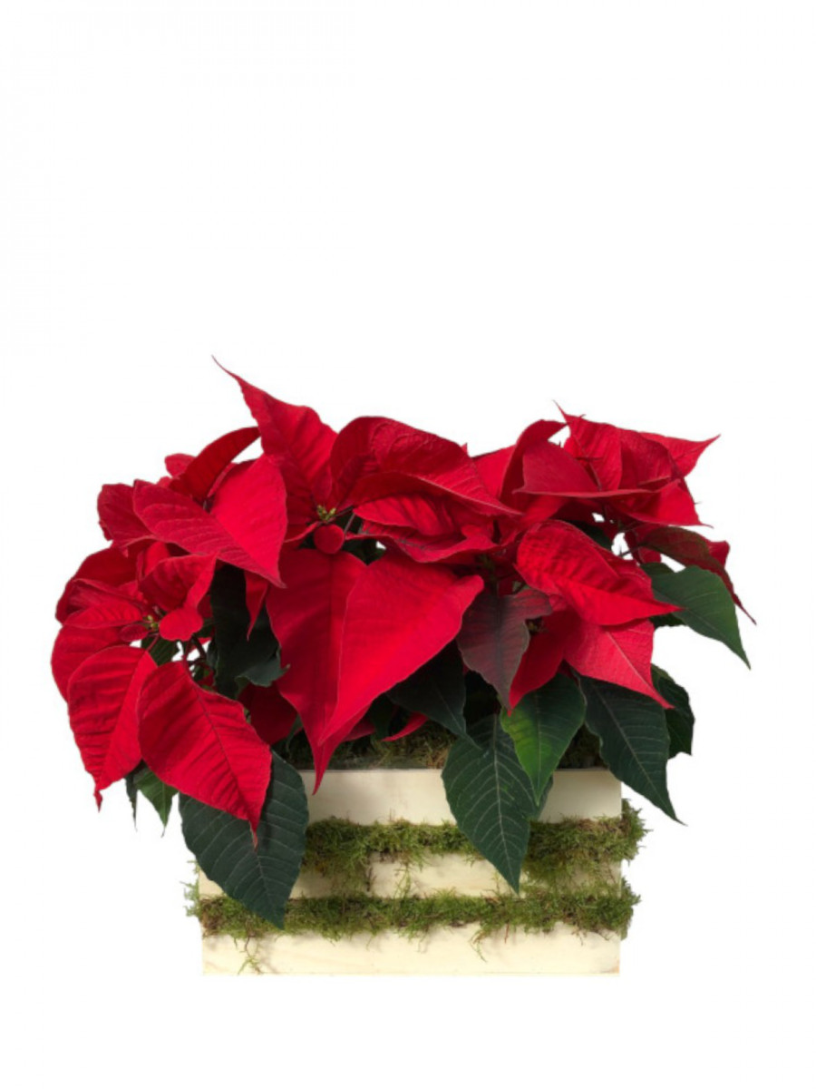 Poinsettia en Madera con Musgo Poinsettia en Madera con Musgo