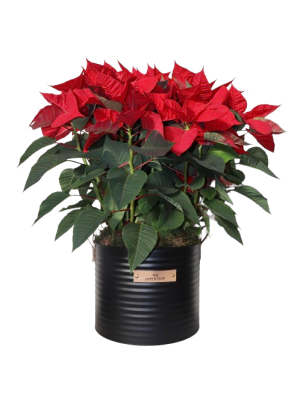 Centro de poinsettias rojas maceta negra