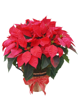 Cesta de 5 poinsettias rojas M14