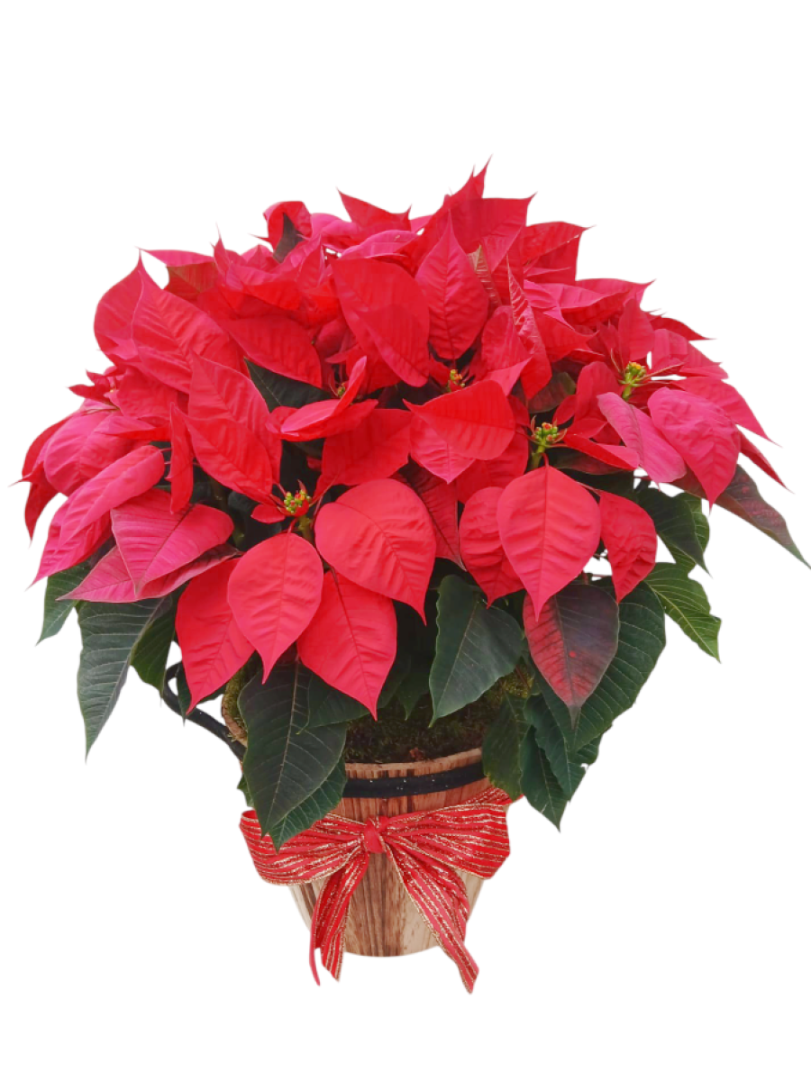 Cesta de 5 poinsettias rojas M14
