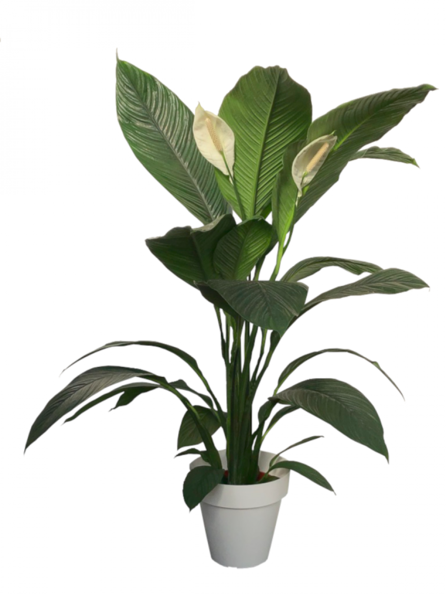 Spathiphyllum sensation