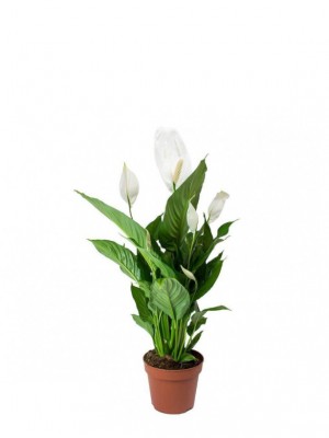 Spathiphyllum M17