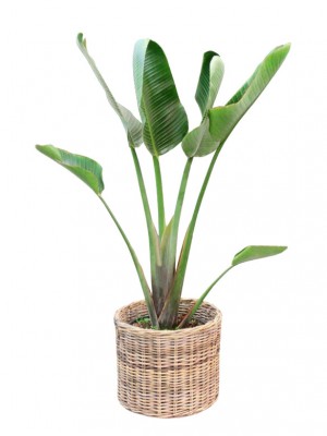 Strelitzia en cesta decorativa (DISPONIBLE SOLO PARA MADRID)