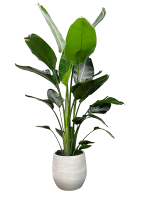 Strelitzia  con cubre maceta