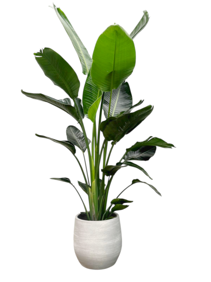 Strelitzia con cubre maceta Strelitzia con cubre maceta