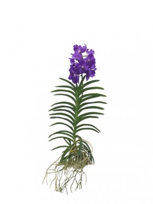 Orquídea Vanda morada