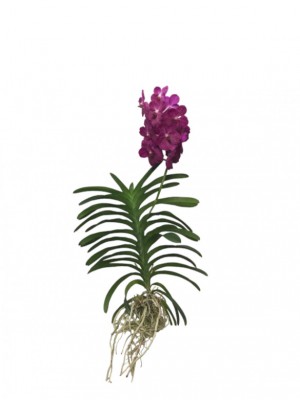 Orquídea Vanda rosa