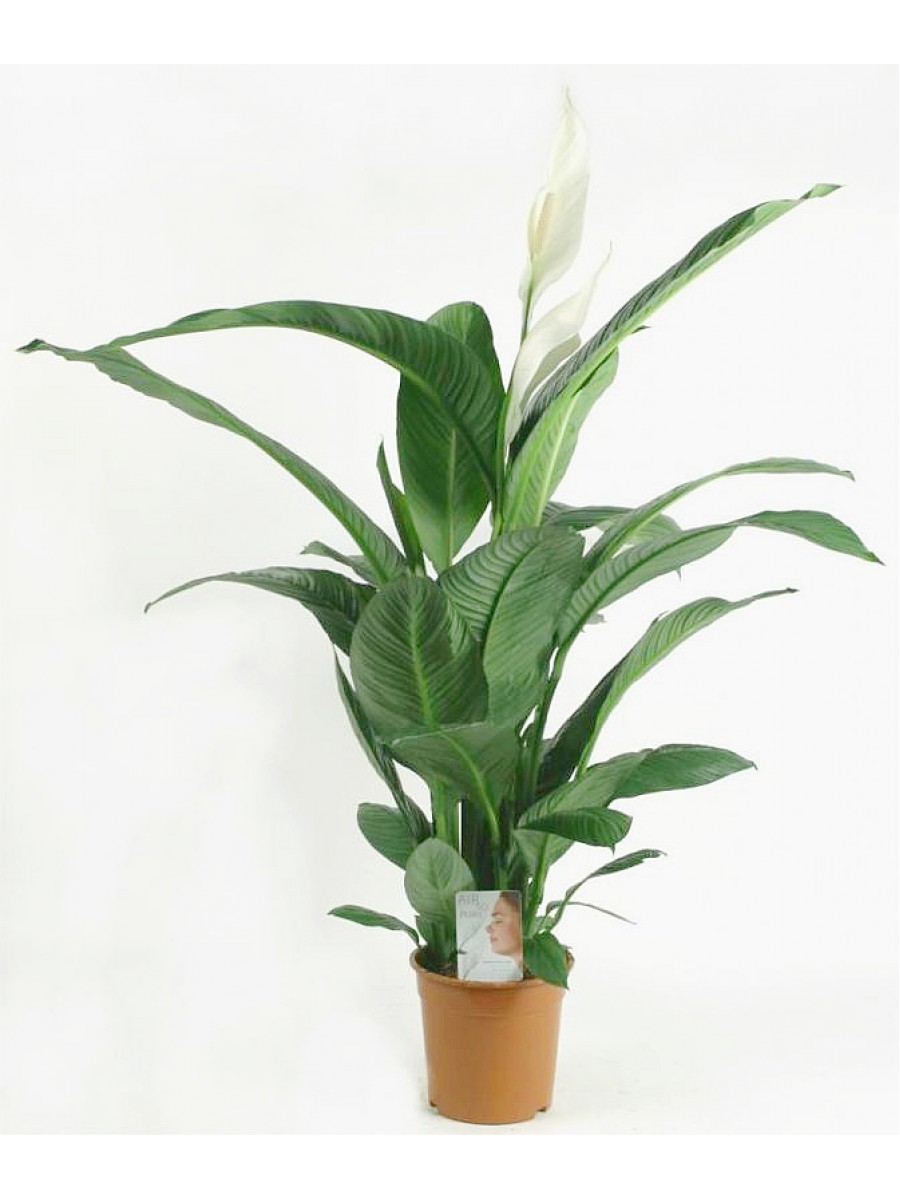 Spathiphyllum sensation