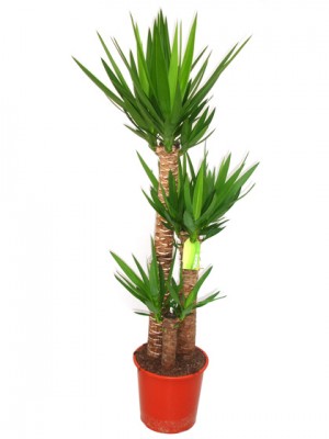 Yucca tres  (DISPONIBLE SOLO PARA MADRID)