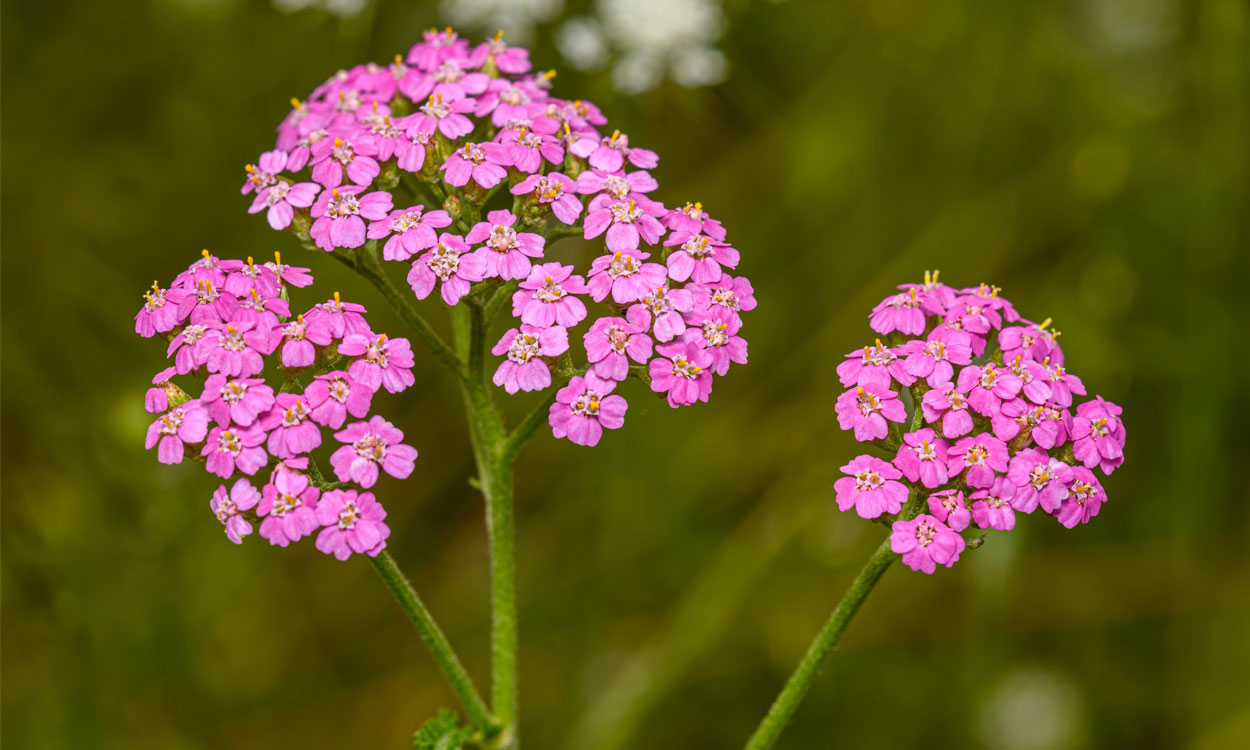 Achillea distans Waldst. & Kit. ex Willd. se conoce por milenrama, aquilea, alè de bou o camamil