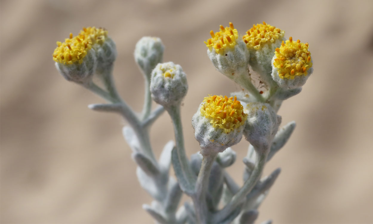 Achillea maritima (L.) Ehrend. & Y.P.Guo también se conoce como Algodonosa, Carrasca de san Juan