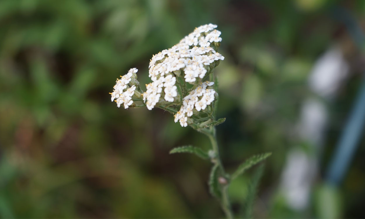 Achillea setacea Waldst. & Kit. otros nombres comunes como milenrama fina, milhojas fina, plumil