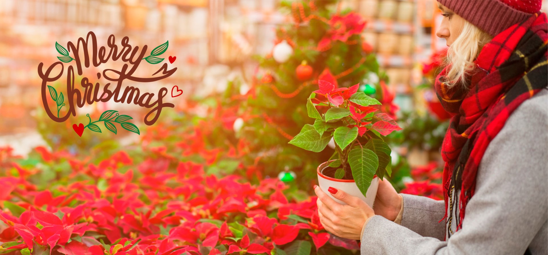 Viveros Shangai, Vivero de Flores y Plantas en Madrid Navidad 2023