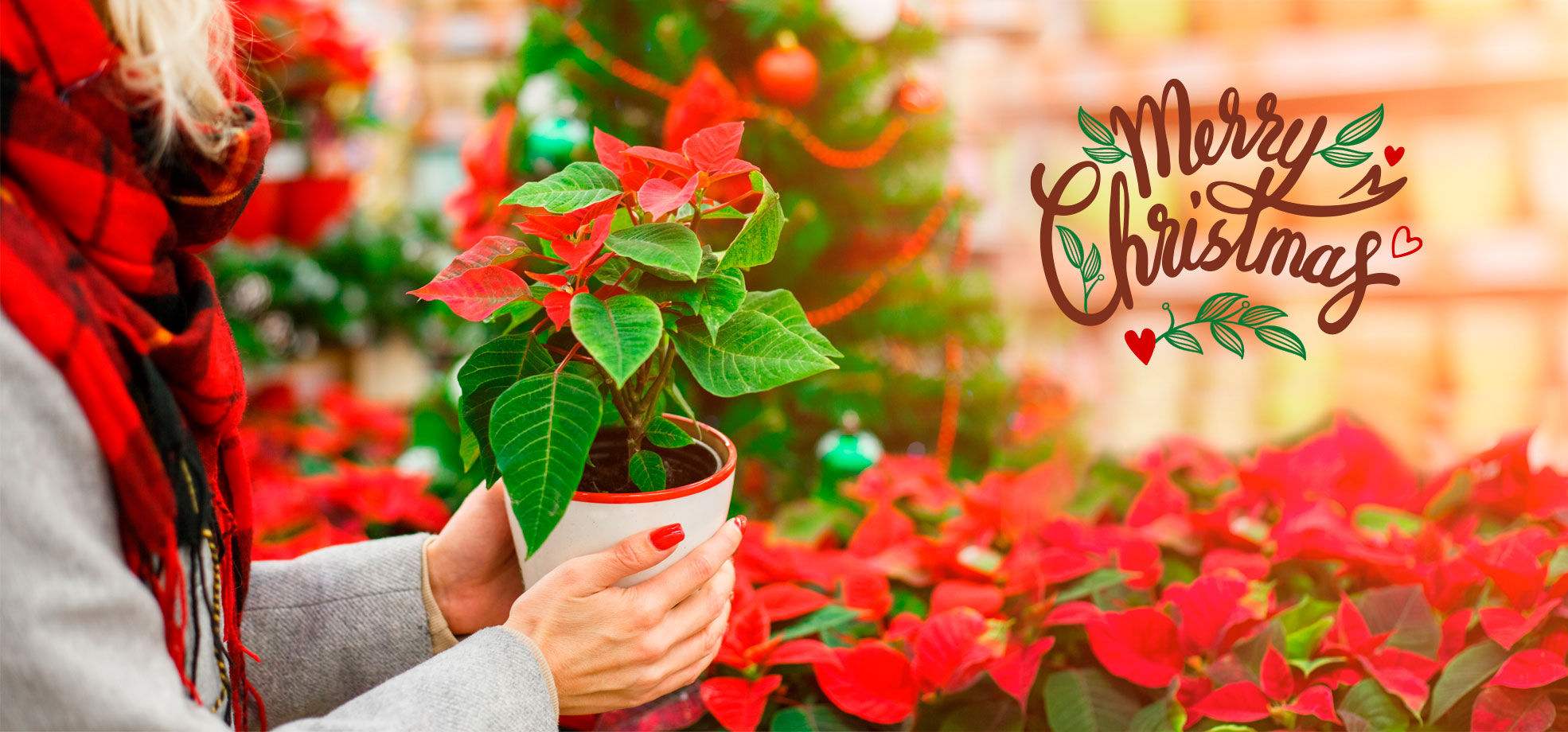 Viveros Shangai, Vivero de Flores y Plantas en Madrid les desea Feliz Navidad