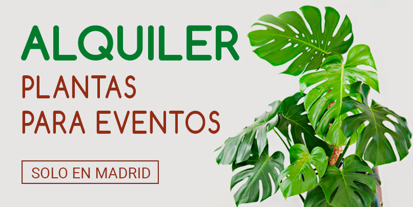 Alquiler Plantas para Eventos en Madrid